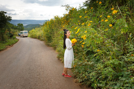 Bao Loc, Lam Dong Province, Vietnam - November 5, 2016 : young girl holding a bouquet of freshly picked wild sunflower between the bushes of wild sunflower bloom in yellow, colorful sceneのeditorial素材