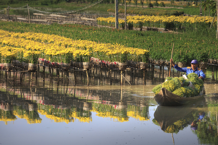 Sa Dec town, Dong Thap province, Viet Nam, January 13, 2017:  A western farmer is harvesting for yellow daisies trees in the garden at Mekong Delta. Prepared to sell in the Lunar New Yearのeditorial素材