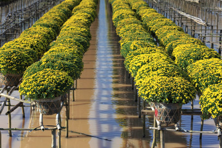 Sa Dec village, Dong Thap province, Vietnam - January 13, 2017: scene of yellow daisy fields in Sa Dec village what were prepared to harvest for sale on Lunar New Yearのeditorial素材