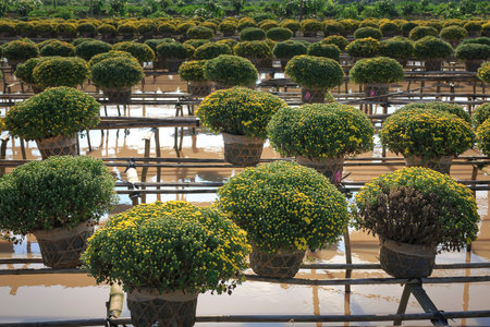 Sa Dec village, Dong Thap province, Vietnam - January 13, 2017: scene of yellow daisy fields in Sa Dec village what were prepared to harvest for sale on Lunar New Yearのeditorial素材
