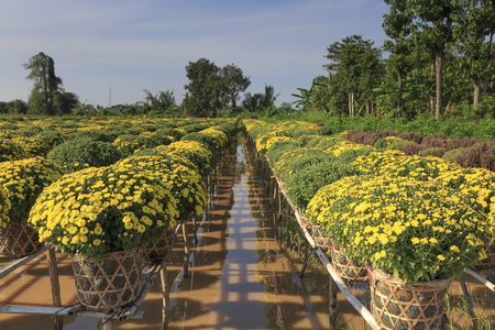 Sa Dec village, Dong Thap province, Vietnam - January 13, 2017: scene of yellow daisy fields in Sa Dec village what were prepared to harvest for sale on Lunar New Yearのeditorial素材