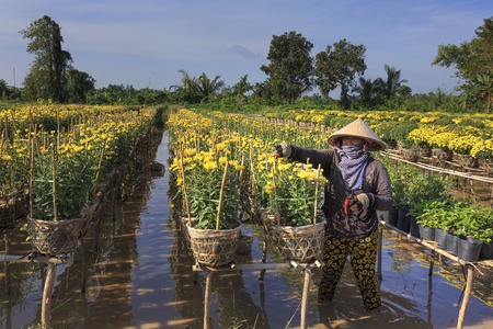 Sa Dec town, Dong Thap province, Viet Nam, January 13, 2017:  A western farmer is caring for yellow daisies trees in the garden at Mekong Delta. Prepared to sell in the Lunar New Yearのeditorial素材