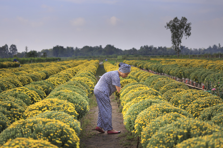 Sa Dec town, Dong Thap province, Viet Nam, January 13, 2017:  A western farmer is caring for yellow daisies trees in the garden at Mekong Delta. Prepared to sell in the Lunar New Yearのeditorial素材