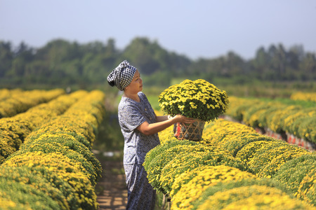 Sa Dec town, Dong Thap province, Viet Nam, January 13, 2017:  A western farmer is caring for yellow daisies trees in the garden at Mekong Delta. Prepared to sell in the Lunar New Yearのeditorial素材