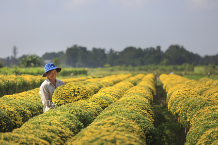 Sa Dec town, Dong Thap province, Viet Nam, January 13, 2017:  A western man harvests yellow daisy in the garden at Mekong Delta. Prepared to sell for the Lunar New Yearのeditorial素材
