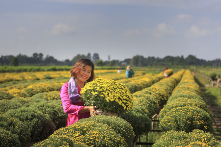 Sa Dec town, Dong Thap province, Viet Nam, January 13, 2017:  A western woman harvests yellow daisy in the garden at Mekong Delta. Prepared to sell for the Lunar New Yearのeditorial素材