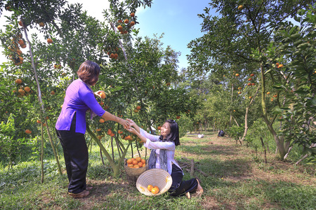 Dong Thap province, Viet Nam, January 13, 2017:  two farm girl harvests a big basket of citrus tangerines in the garden at Mekong Deltaのeditorial素材