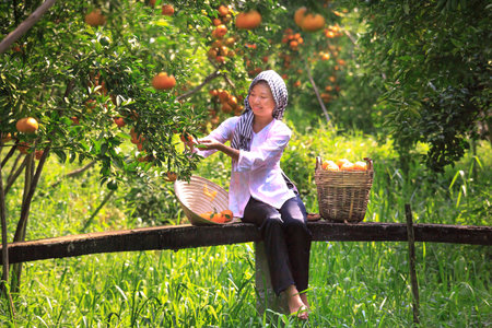 Dong Thap province, Viet Nam, January 13, 2017:  western girl harvests a big basket of citrus tangerines in the garden at Mekong Deltaのeditorial素材