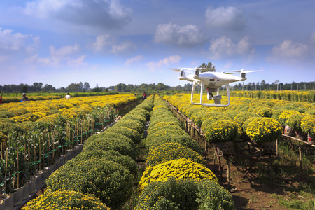 village Sa Dec, Dong Thap province, Vietnam - January 13, 2017: drones and yellow daisy field at Sa Dec flower village. ready for harvest for sale on Tet holiday in Vietnamのeditorial素材