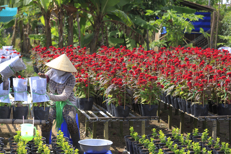 Sa Dec village, Dong Thap province, Vietnam - January 13, 2017: Images of the farmers are harvesting chrysanthemums for sale on Lunar New Yearのeditorial素材