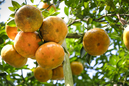 citrus tangerines in the garden at Mekong Deltaの写真素材