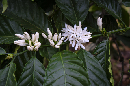 Coffee tree blossom with white color flower close up view.の写真素材