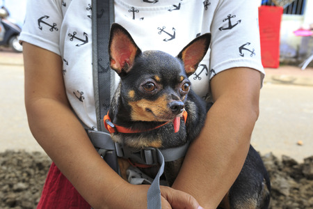 Phan Rang city, Viet Nam - December 24, 2016: Small chihuahua dog sitting in a woman's lap.のeditorial素材