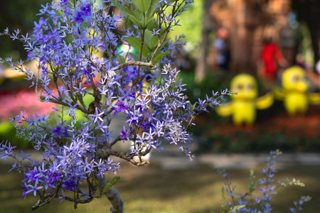 volubilis petrea trees with full of flowers is displayed in Tao Dan Park, Ho Chi Minh City, Viet Namの写真素材