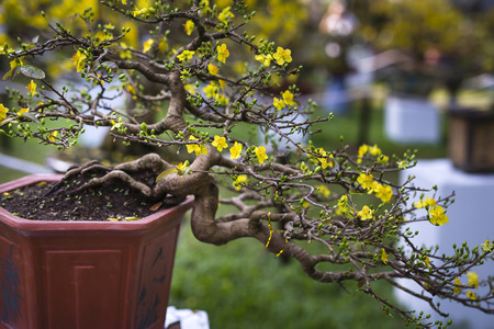 Yellow apricot flowers bloom in springの写真素材