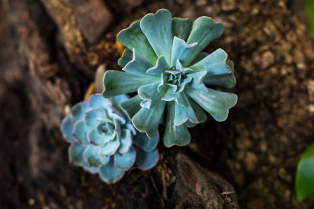 Close-up Succulent plants: stone lotus.の写真素材
