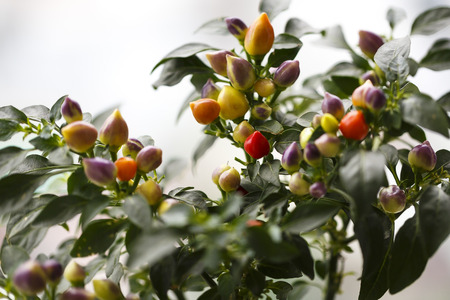 Close up of ornamental pepper plants.の写真素材