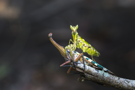 mantis and the pyrops on dry treeの写真素材