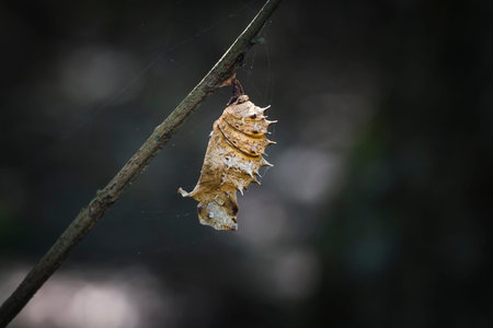 the worm cocoon on treeの写真素材