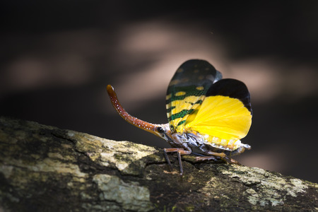 Pyrops candelaria or lantern Fly and sometime we call trunk cicada or trunk butterfly.の写真素材