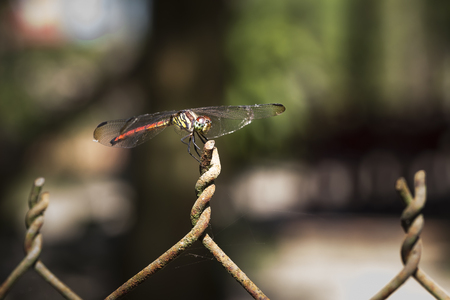 A close-up with telephoto lens picture of a dragonfly resting on fence.の写真素材