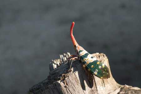 Pyrops candelaria or lantern Fly and sometime we call trunk cicada or trunk butterfly.