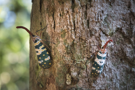 Pyrops candelaria or lantern Fly and sometime we call trunk cicada or trunk butterfly.の写真素材