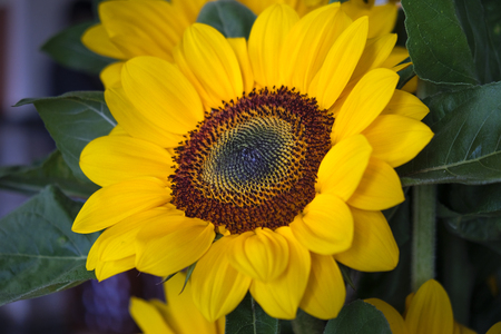 sunflower fieldの写真素材