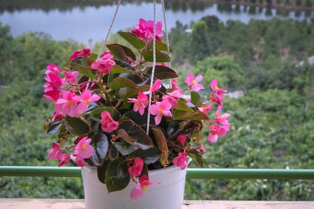 petunia flowers basketの写真素材