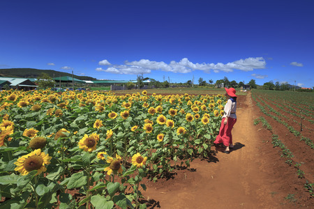 Bao Loc town, Lam Dong Province, Vietnam - February 28, 2017: the beautiful woman and sunflower field in Bao Loc town, Lam Dong province, Vietnam.のeditorial素材