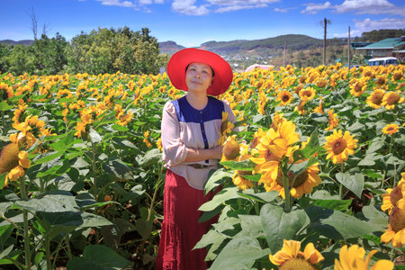 Bao Loc town, Lam Dong Province, Vietnam - February 28, 2017: the beautiful woman and sunflower field in Bao Loc town, Lam Dong province, Vietnam.のeditorial素材