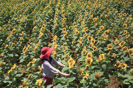 Bao Loc town, Lam Dong Province, Vietnam - February 28, 2017: the beautiful woman and sunflower field in Bao Loc town, Lam Dong province, Vietnam.のeditorial素材