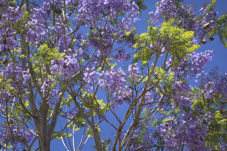 Jacaranda mimosifolia on blue skyの写真素材