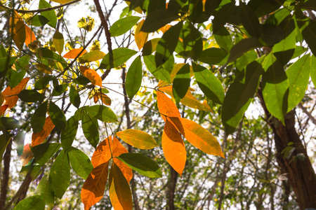 Rubber tree leaves with yellow, Autumn seasonの写真素材