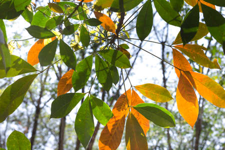 Rubber tree leaves with yellow, Autumn seasonの写真素材