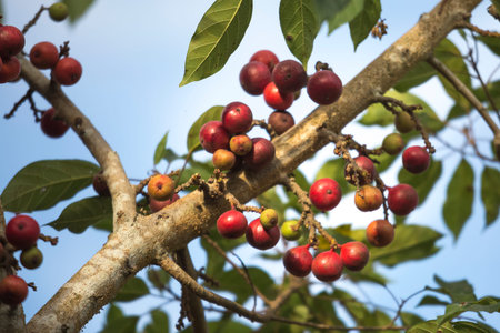 figs are on the fig tree - a species of plant in the family Moraceae. Popularly known as the cluster...