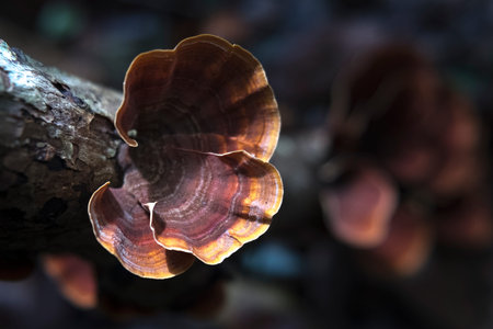 Wild mushrooms in the forest on wood