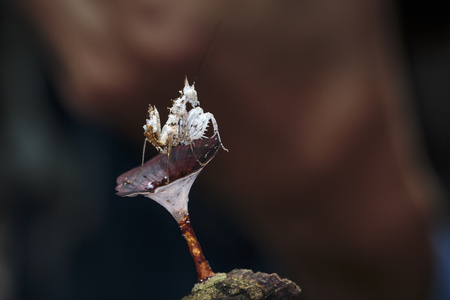 Close up of Unicorn Mantis (Ceratomantis saussurii) in Ma Da forest, Viet Namの写真素材