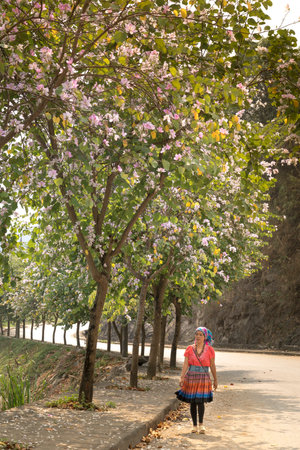 Ha Giang province, Vietnam - March 6, 2018: A H'Mong ethnic minority woman walks along the road with Bauhinia variegata flowers blooming. In spring full bloom in the mountainous area in the northwestのeditorial素材