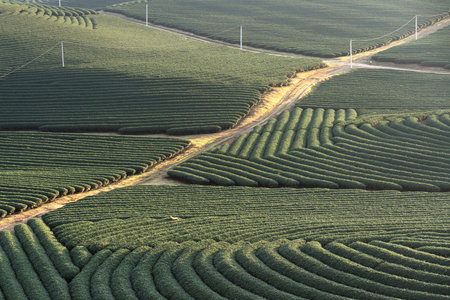 Tea field on the hill in Moc Chau, Vietnam. Moc Chau Plateau is known as one of the most attractive...