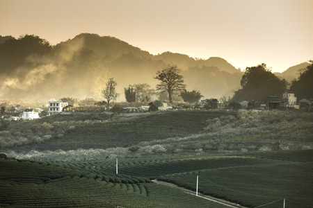 Tea field on the hill in Moc Chau, Vietnam. Moc Chau Plateau is known as one of the most attractive tourists destination in Northern Vietnam.の写真素材