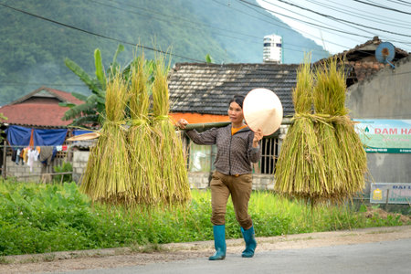 Bac Son district, Lang Son province, Vietnam - July 13, 2018:  A woman carrying bare bundles of rice...
