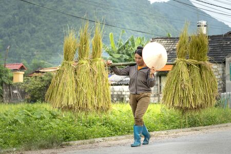 Bac Son district, Lang Son province, Vietnam - July 13, 2018:  A woman carrying bare bundles of rice after harvesting in the rice field in Bac Son district, Lang Son province, Vietnamのeditorial素材