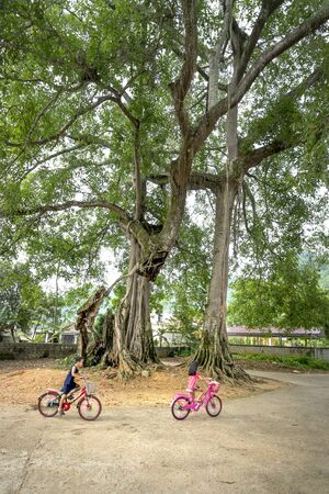 Bac Son District, Lang Son Province, Vietnam - July 13, 2018: Children in the village with colorful bicycles under banyan trees in Bac Son district, Lang Son Province, Vietnamのeditorial素材