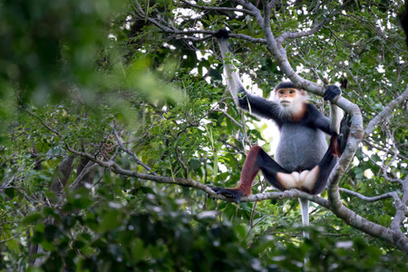 Red-shanked Douc- Langur on Son Tra peninsula in Da Nang City, Vietnam
