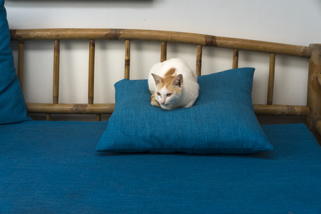 The cat has sad eyes lying on the pillow of bamboo sofa setの写真素材