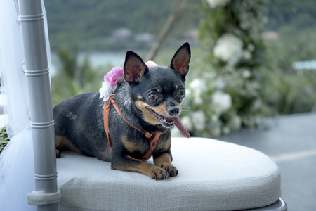 Cute dog chihuahua wear pink bow at weddingの写真素材