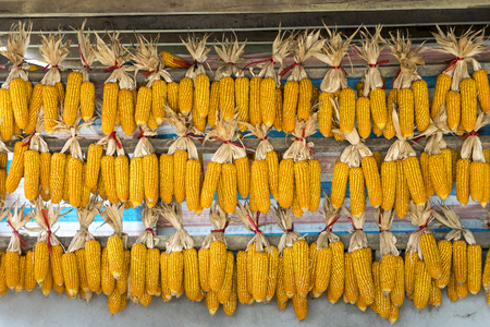 Dried corn, photo of corncob that farmer hanging on wood bar for dried it by a sunlight in a background, primitive corn harvesting in a countryside,の写真素材