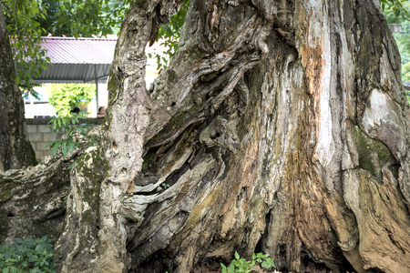 View the root of a stocking tree at a village at the forest on the forest mount Báº¯c SÆ¡n, Vietnamの写真素材