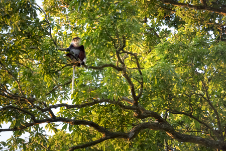 Red-shanked Douc- Langur on Son Tra peninsula in Da Nang City, Vietnamの写真素材